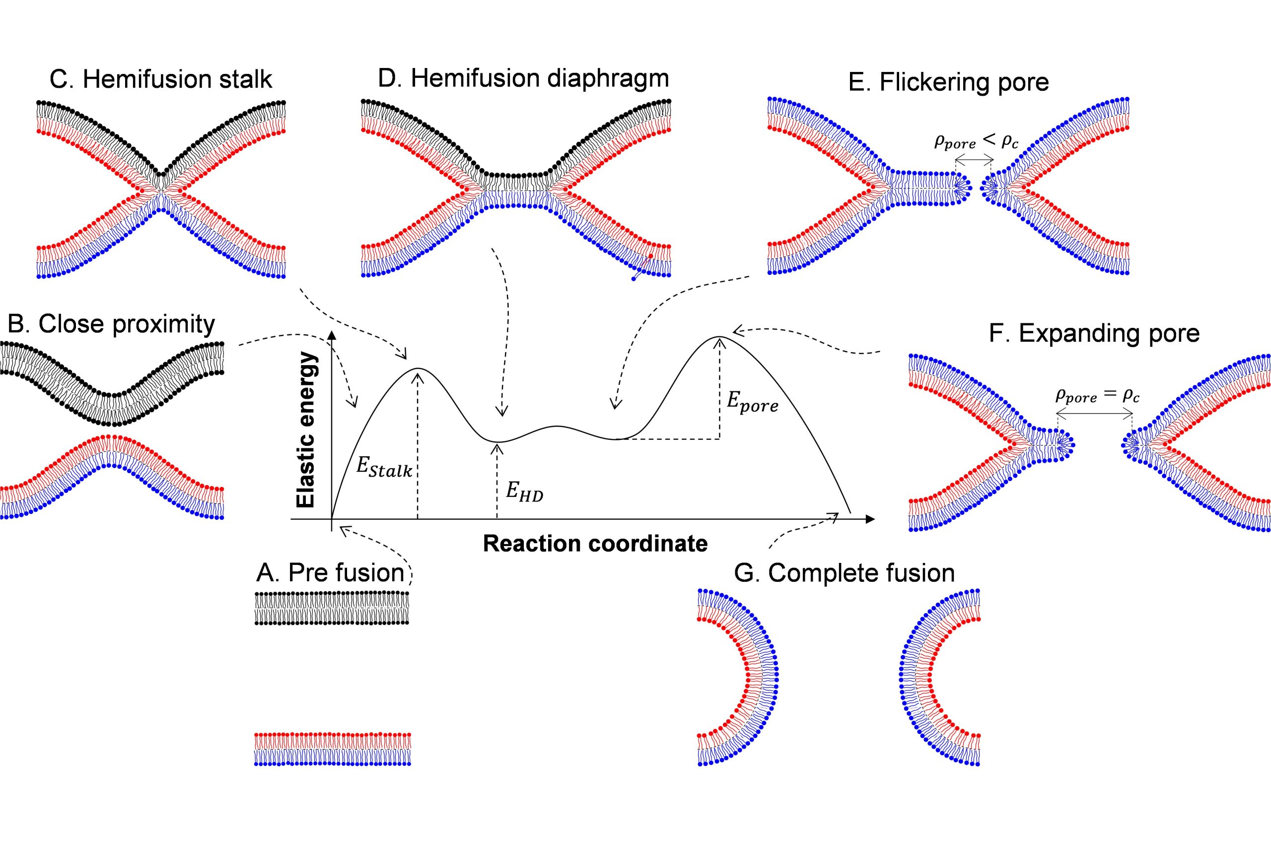 Membrane Fusion and fission02