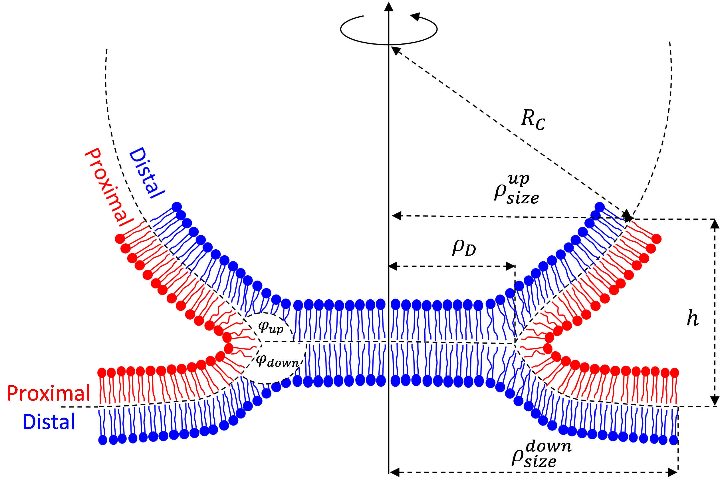 Membrane Fusion and fission03