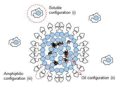 Membrane-less Organelles mechanics02