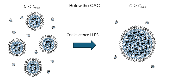 Membrane-less Organelles mechanics03