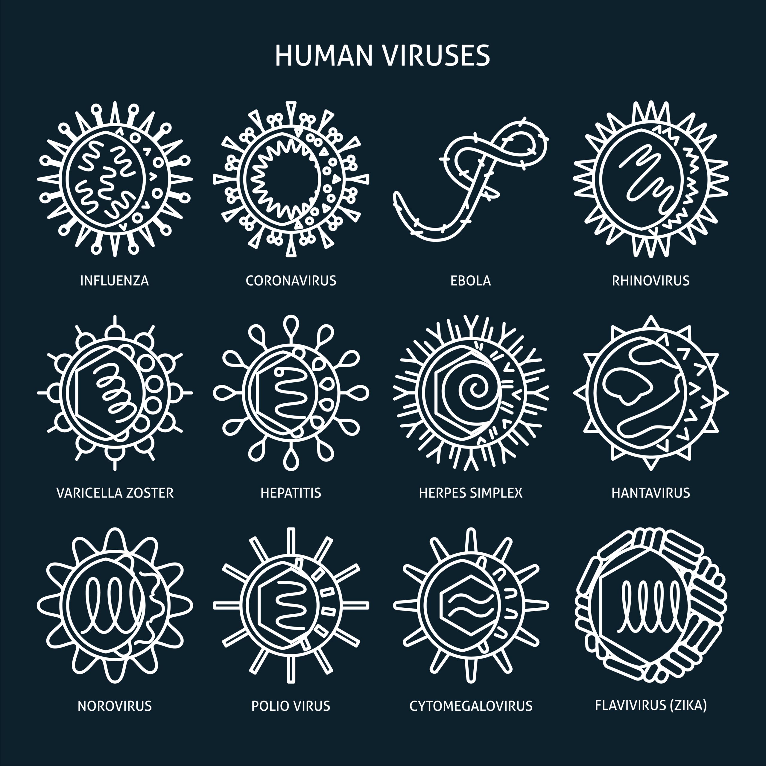 The physics of virus life cycle02