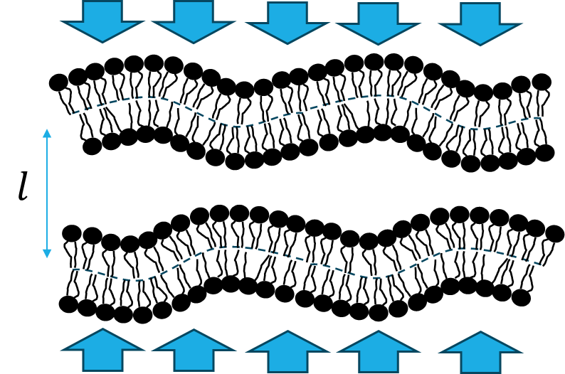 Membrane Fusion and fission04